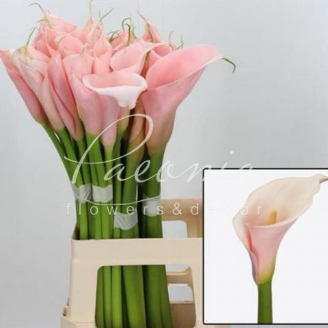Калла Aethiopica Eydolls Pink 70см