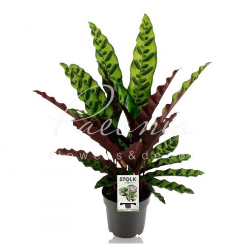 Калатея 14*45-50 Lancifolia