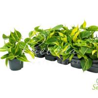 Філодендрон 12*15 Scandens Brasil