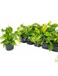 Філодендрон 12*15 Scandens Brasil