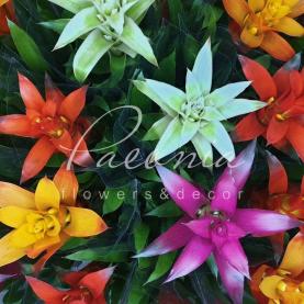 Гузмания 13*55 микс