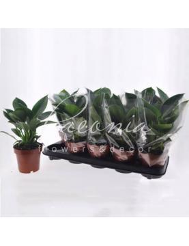 Філодендрон 12*25 Green Princess