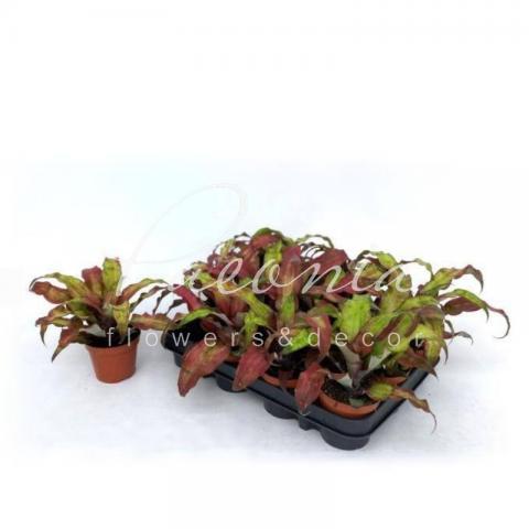 Криптантус 09*15 Bivittatus