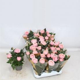 Роза 11*25 Kordana Grande крупноголовая ярко-розовая Роза 11*25 Kordana Grande крупноголовая ярко-розовая