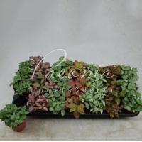 Фіттонія 8*10 мікс Фіттонія 8*10 мікс