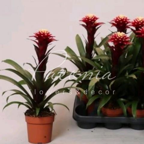 Гузмания 12*40 Francesca Гузмания 12*40 Francesca