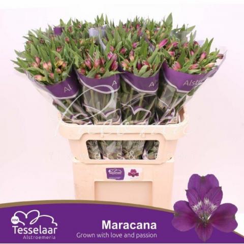 Альстромерия Maracana фиолетовая 65см