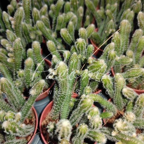 Рипсалис 5*10 Baccifera Subsp. Horrida