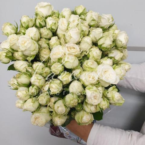 Троянда спрей піоноподібна Miss Bombastic 50см Троянда спрей піоноподібна Miss Bombastic 50см