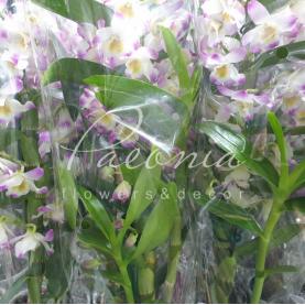 Дендробиум (орхидея) 12*50 Nobille белый с розовой каймой Дендробиум (орхидея) 12*50 Nobille белый с розовой каймой