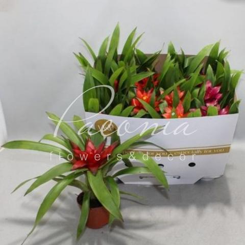 Гузмания 9*25 микс Гузмания 9*25 микс