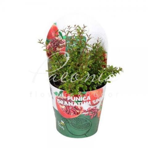 Гранат 14*30 Uniqa без плодов