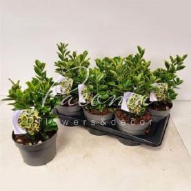 Бересклет 17*30 japonica Marieke