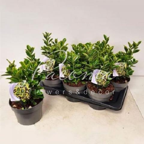 Бересклет 17*30 japonica Marieke
