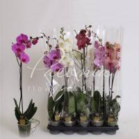 Фаленопсис (орхідея) 12*70 1 стовбур мікс (Bernhard) Фаленопсис (орхідея) 12*70 1 стовбур мікс (Bernhard)