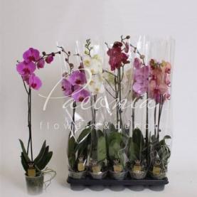 Фаленопсис (орхидея) 12*70 1 ствол микс (Bernhard) Фаленопсис (орхидея) 12*70 1 ствол микс (Bernhard)