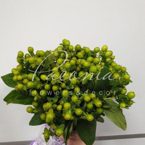 Гіперикум Magical Green Power зелений 40см