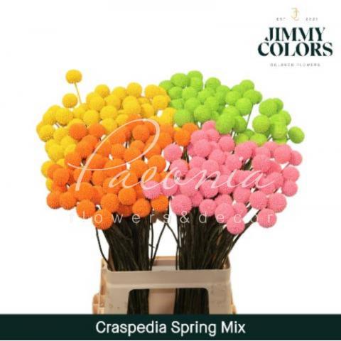 Краспедія фарбована Spring Mix 70см