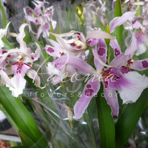 Камбрия (орхидея) 12*50 Beallara Morning Joy
