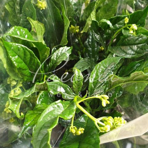 Клеродендрум 13*20 Prospero  Клеродендрум 13*20 Prospero