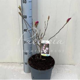 Магнолія 21*55 рожева Leonard Messel