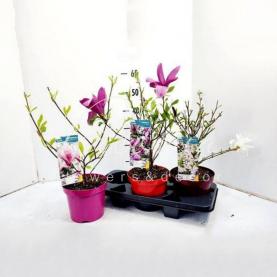 Магнолія 19*55 мікс