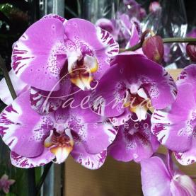 Фаленопсис (орхідея) гранді 15*70 1 стовбур Victoriо (Opti-flor) Фаленопсис (орхідея) гранді 15*70 1 стовбур Victoriо (Opti-flor)