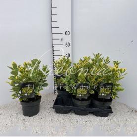 Бересклет 15*35 japonica Marieke