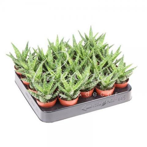 Алое 5*10 Squarrosa
