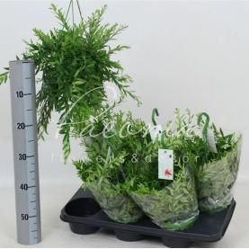 Эсхинантус 14*30 Japhrolepis в подвесе