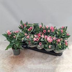 Эустома 11*20 розовая Bolero Pink