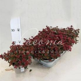 Седум (очиток) 13*15 Spot on Deep Rose