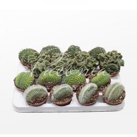 Кактус 08*12 Mammillaria cristata микс
