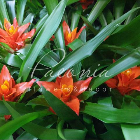 Гузмания 12*25 красная Гузмания 12*25 красная