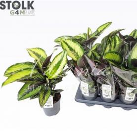 Калатея 14*50 Sanderiana Ornata