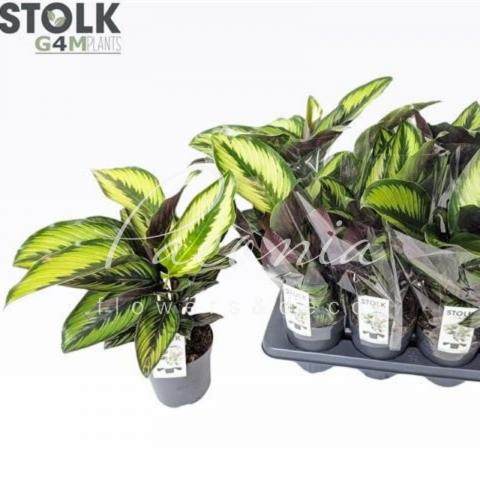 Калатея 14*50 Sanderiana Ornata