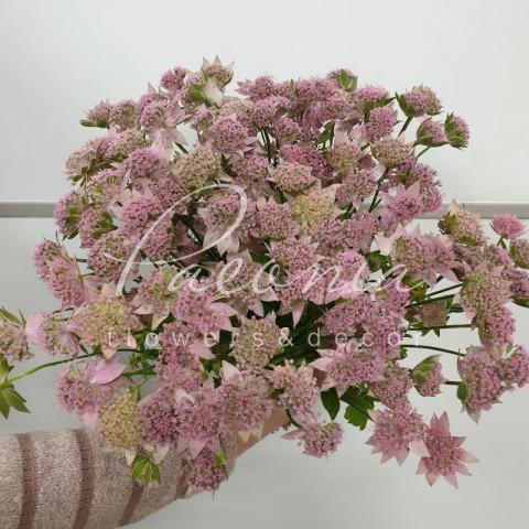 Астранция Rosea 40см