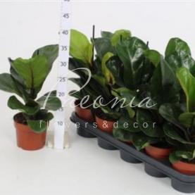 Фікус лірата 12*50 Bambino