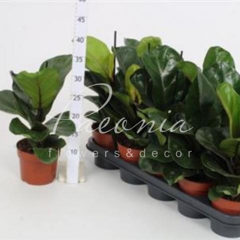 Фікус лірата 12*50 Bambino