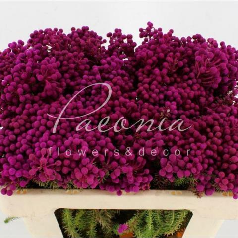 Берзелия Squarrosa крашеная Pink 50см (цена за 1 ветку) Берзелия Squarrosa крашеная Pink 50см (цена за 1 ветку)