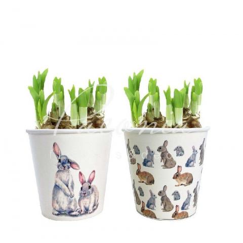 Нарцисс 12*15 желтый в дополнительной упаковке Sweet Bunny