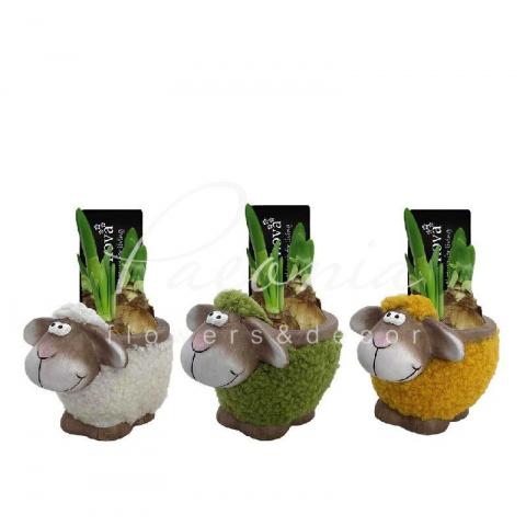 Нарцисс 12*15 желтый в цветном горшке Sheep
