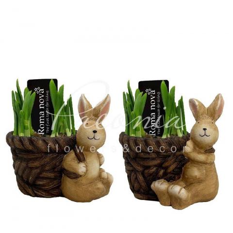 Нарцисс 14*15 желтый в керамическом кашпо с кроликом Basket Bunny