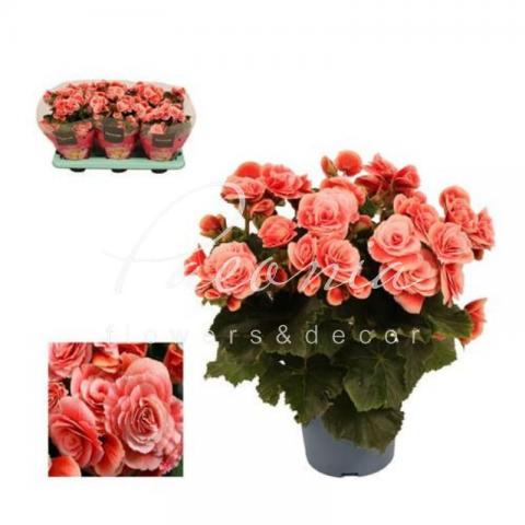 Бегонія 13*30 рожева Borias (Decorum)