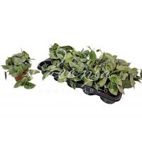 Сциндапсус 11*20 Pictus Silvery Anne
