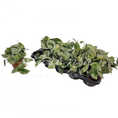 Сциндапсус 11*20 Pictus Silvery Anne