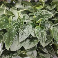 Сциндапсус 11*20 Pictus Silvery Anne