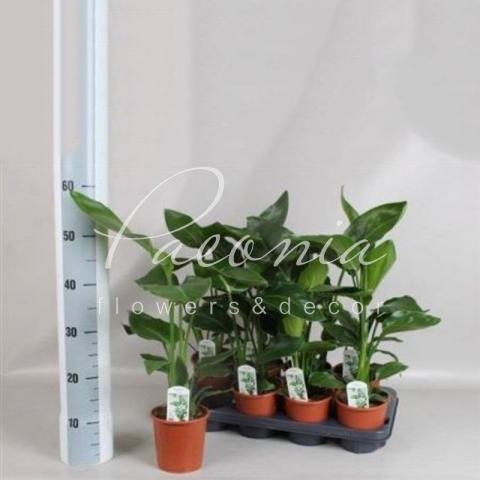Стрелиция 12*50-70 Nicolai нецветущая