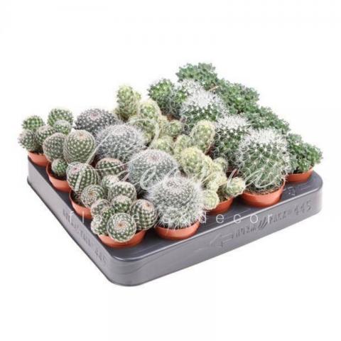 Кактус 5*8 Mammillaria мікс