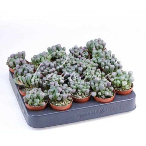 Літопс 5*6 Fenestraria Rhopalophylla